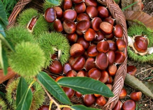 板栗成熟季节是几月份