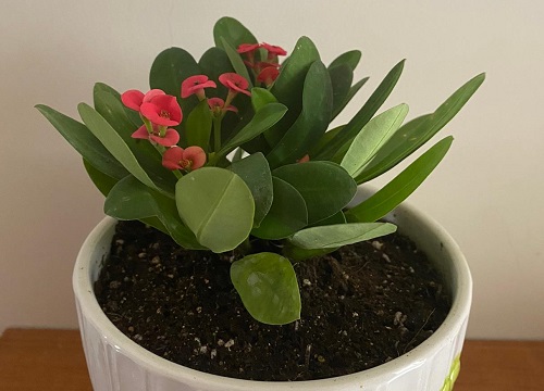 虎刺梅如何自制营养水一年四季花开不停