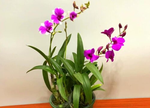 兰花能不能晒太阳