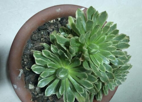 法师多肉植物养护用什么土壤