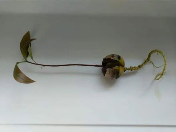 牛油果核怎么种盆栽方法