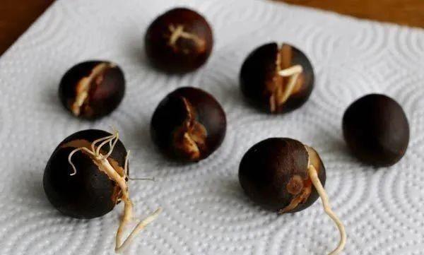 牛油果核怎么种盆栽方法