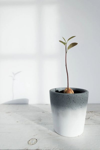 牛油果核怎么种盆栽方法