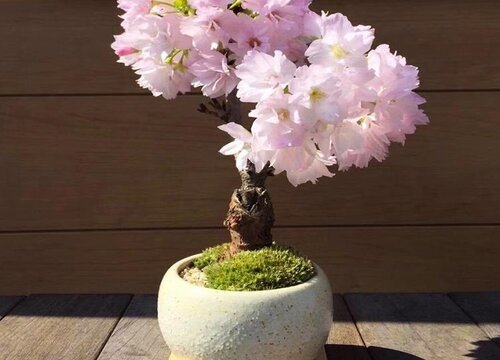 樱花的种植方法和注意事项