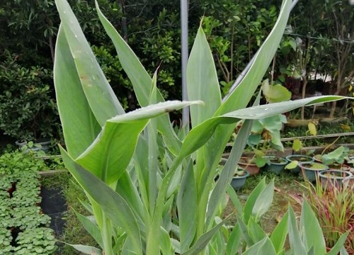 美人蕉的功效与作用