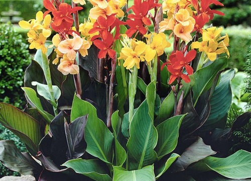 美人蕉的功效与作用