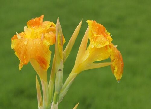 美人蕉的功效与作用