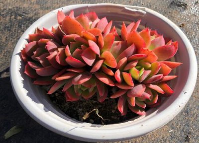 多肉植物夏天怎么浇水度夏 露天多肉夏天怎么浇水不徒长