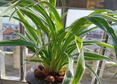 吊兰怎么养最好 新手如何养护吊兰比老手养得更旺