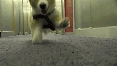 狗是哺乳动物吗是如何繁殖的 狗狗为什么喜欢近亲繁殖