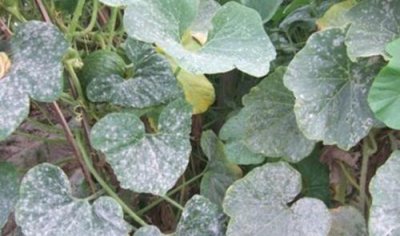 苦瓜苗期有哪些病虫害 种植苦瓜容易发生的病虫害及防治