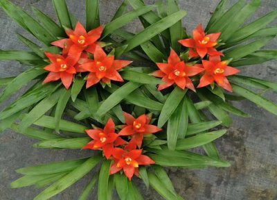 鸿运当头可以放在室外养吗 养在室内好还是室外好