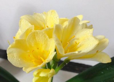 君子兰花期的养护 用什么养护君子兰年年开花不断