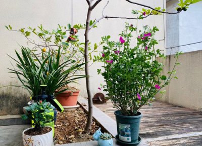 小木槿适合什么花盆 木槿适合大盆还是小盆