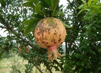 石榴种植中常见病害 石榴病虫害防治技术与方法措施