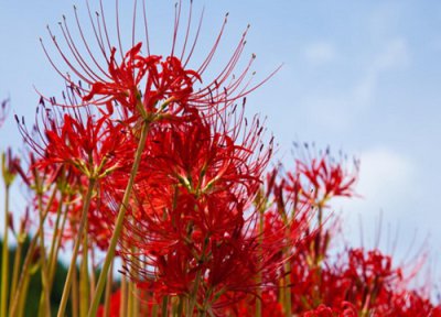 曼珠华沙的花语是什么 彼岸花代表的象征意义 绝望爱情
