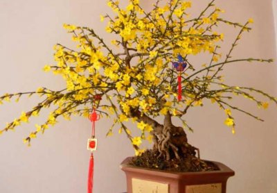 春节花卉都有哪些品种图片 6种花卉盆栽开得美适合放家里