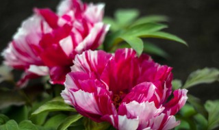 盆栽牡丹冬天怎么浇水 盆栽牡丹冬天如何浇水