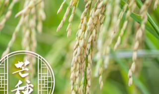 丰产栽培方案 如何种植才能丰产