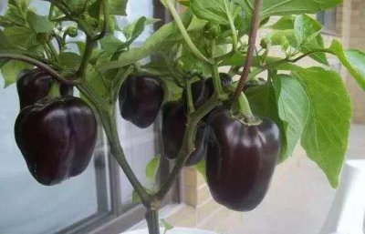 中国十大最辣辣椒排名图片 国内的辣椒辣度排行榜前十名