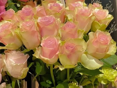 水瓶专治哪个星座 水瓶座很善于征服的两个星座