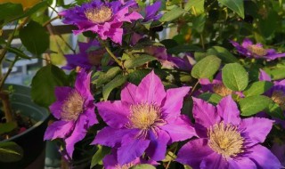 铁线莲什么季节种植 铁线莲哪个季节种植