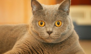 被猫抓伤怎么处理 被猫抓伤怎么办