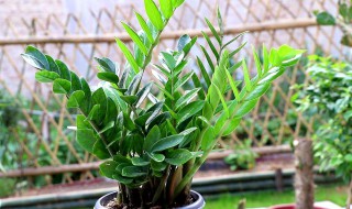 金钱树怎么施肥和浇水 金钱树施肥方法和注意事项