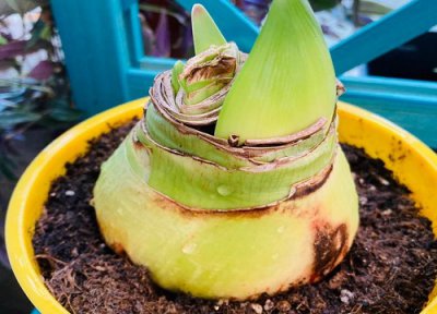 朱顶红小球要怎样快速长大 怎么让朱顶红开花球茎长得大