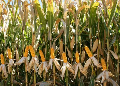 中科玉505玉米种子简介 审定公告、抗倒伏抗锈病优势