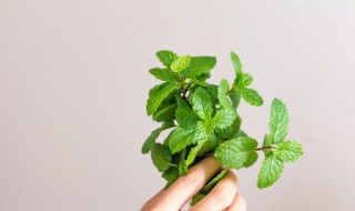 薄荷气泡水怎么做 薄荷气泡水的制作方法
