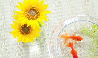 冬天室内养什么动物好 冬天室内养哪些动物好