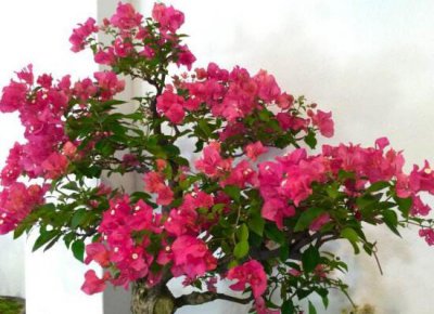 三角梅多久浇一次水比较好 春夏秋冬三角梅浇水方法详解