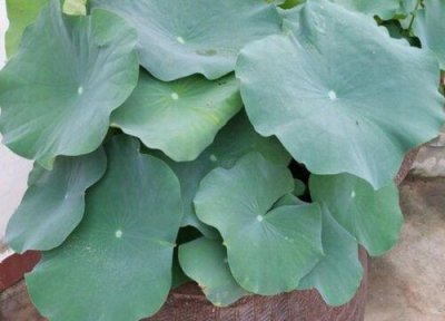 荷花为什么不开花只长叶 荷花不开花什么原因造成的