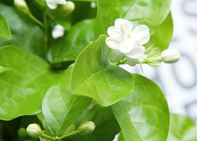 茉莉花的叶片发黄怎么办 茉莉花叶发黄了怎么解决