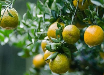 瓯柑成熟时间 瓯柑什么时候成熟