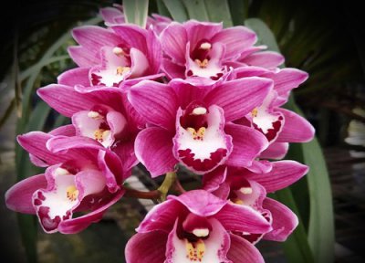 什么样的植料适合于墨兰 墨兰用粗植料还是细植料好