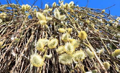 2023各地柳絮什么时候结束 柳絮几月份开始和结束