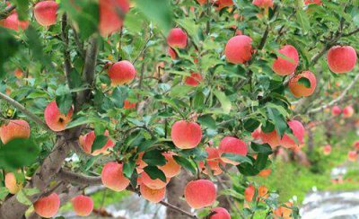 苹果套袋前打什么农药配方 苹果套袋前必须喷药吗