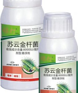 现在种小白菜怎样不让它长虫子 怎样防止白菜生虫子