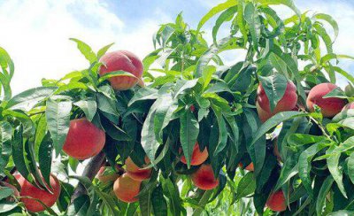 桃树和什么果树能嫁接 桃树苗嫁接时间和管理方法