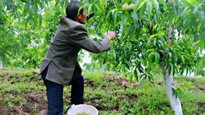 桃树蔬果摘掉的幼果怎样管理 烂桃子可以丢在桃园里吗