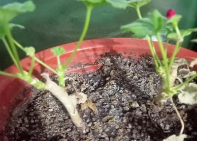 刚买的天竺葵小苗叶子蔫怎么回事 买回家打蔫补救办法