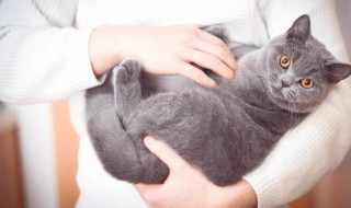 猫怎么生小猫 猫怎么生宝宝