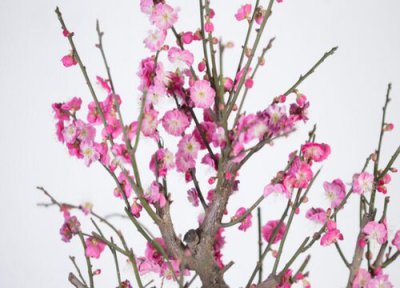 冬季室外耐寒的花卉有哪些 冬天抗寒的盆栽植物品种