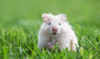 仓鼠冬天怎么养才能死 冬天正确养殖仓鼠的方法