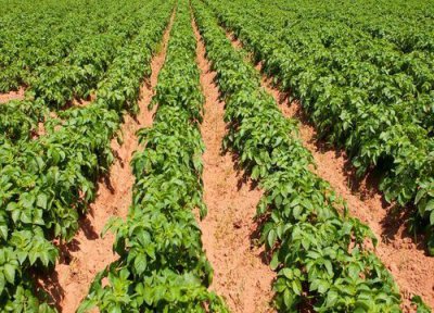 土豆种植与收获时间 土豆的种植时间和收获时间