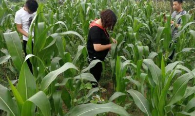 高效氯氟氰菊酯杀什么虫图片 氯氟氰菊酯主要成分与用量