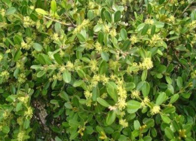 小叶黄杨开花吗 属于开花植物