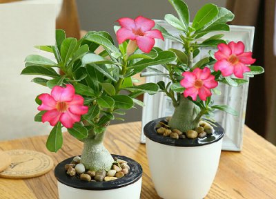 沙漠玫瑰长新叶的养护 沙漠玫瑰长新芽后如何养护